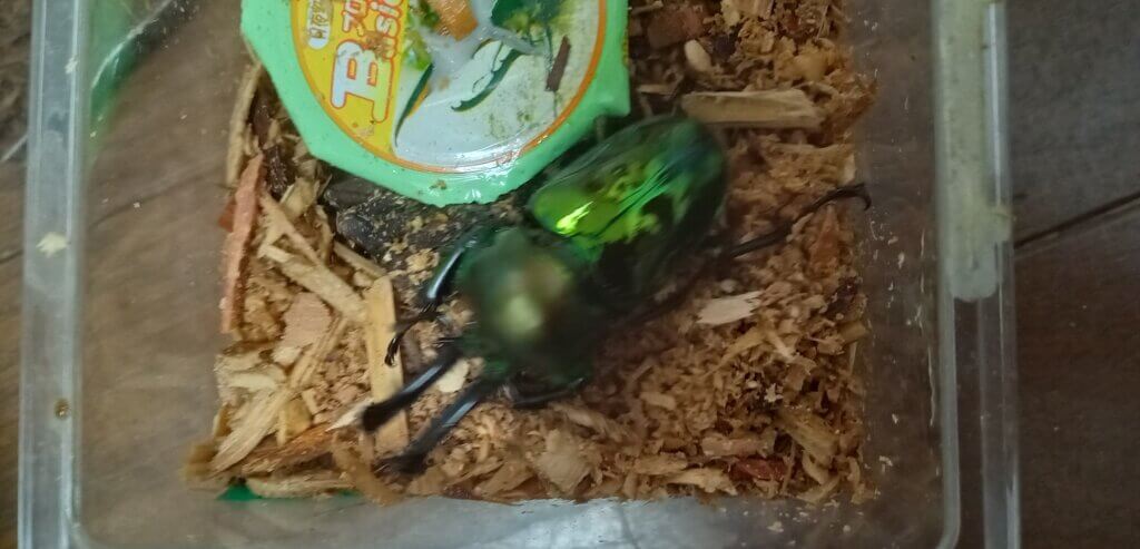 ニジイロクワガタ　特選緑