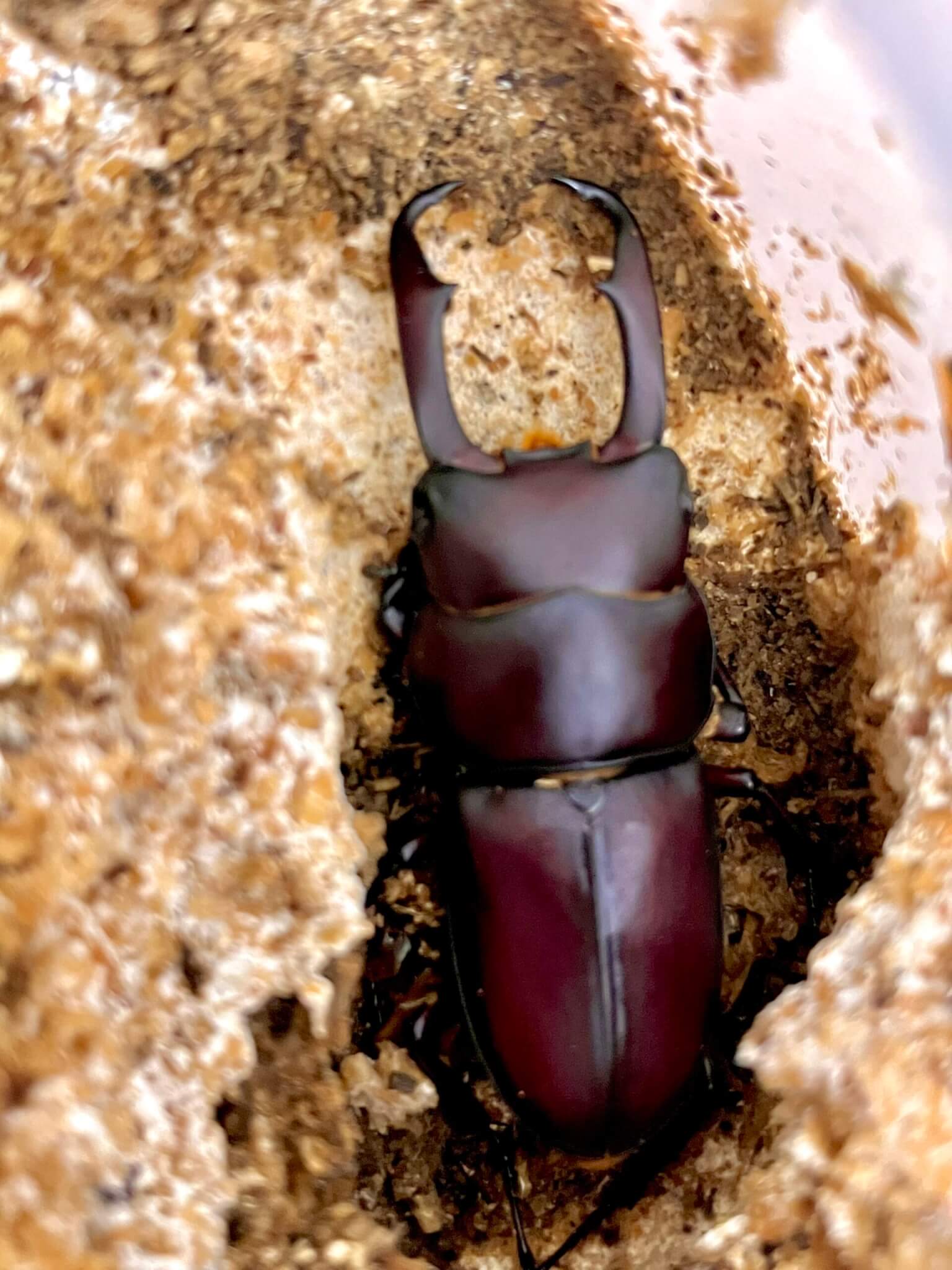 国産コクワガタ 東京