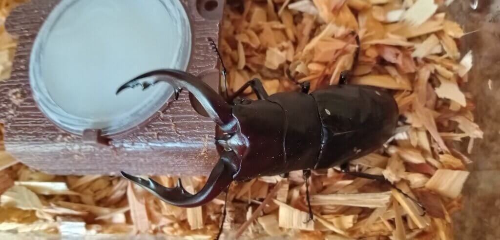 アマミノコギリクワガタ　笠利町産WF3