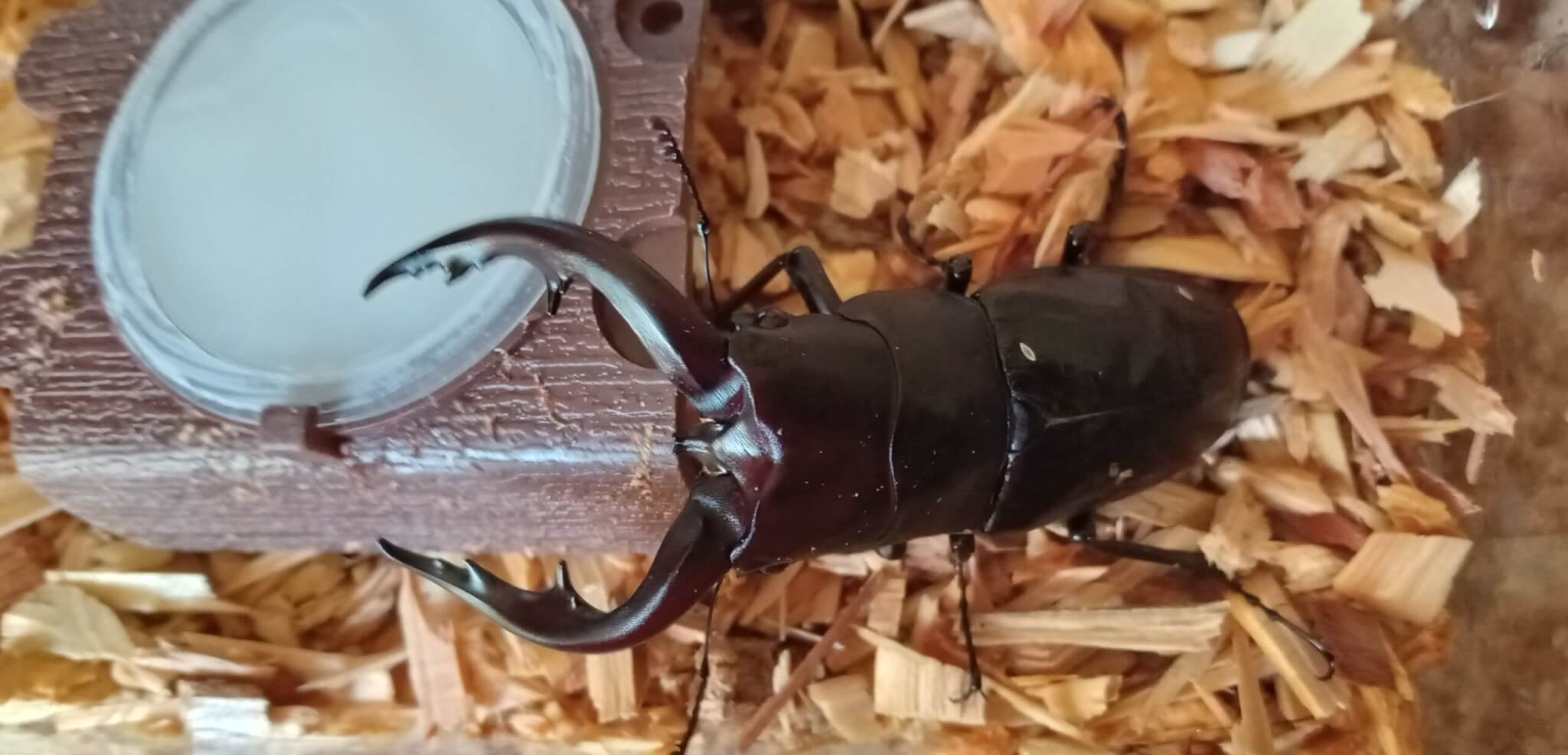 アマミノコギリクワガタ 笠利町産WF3