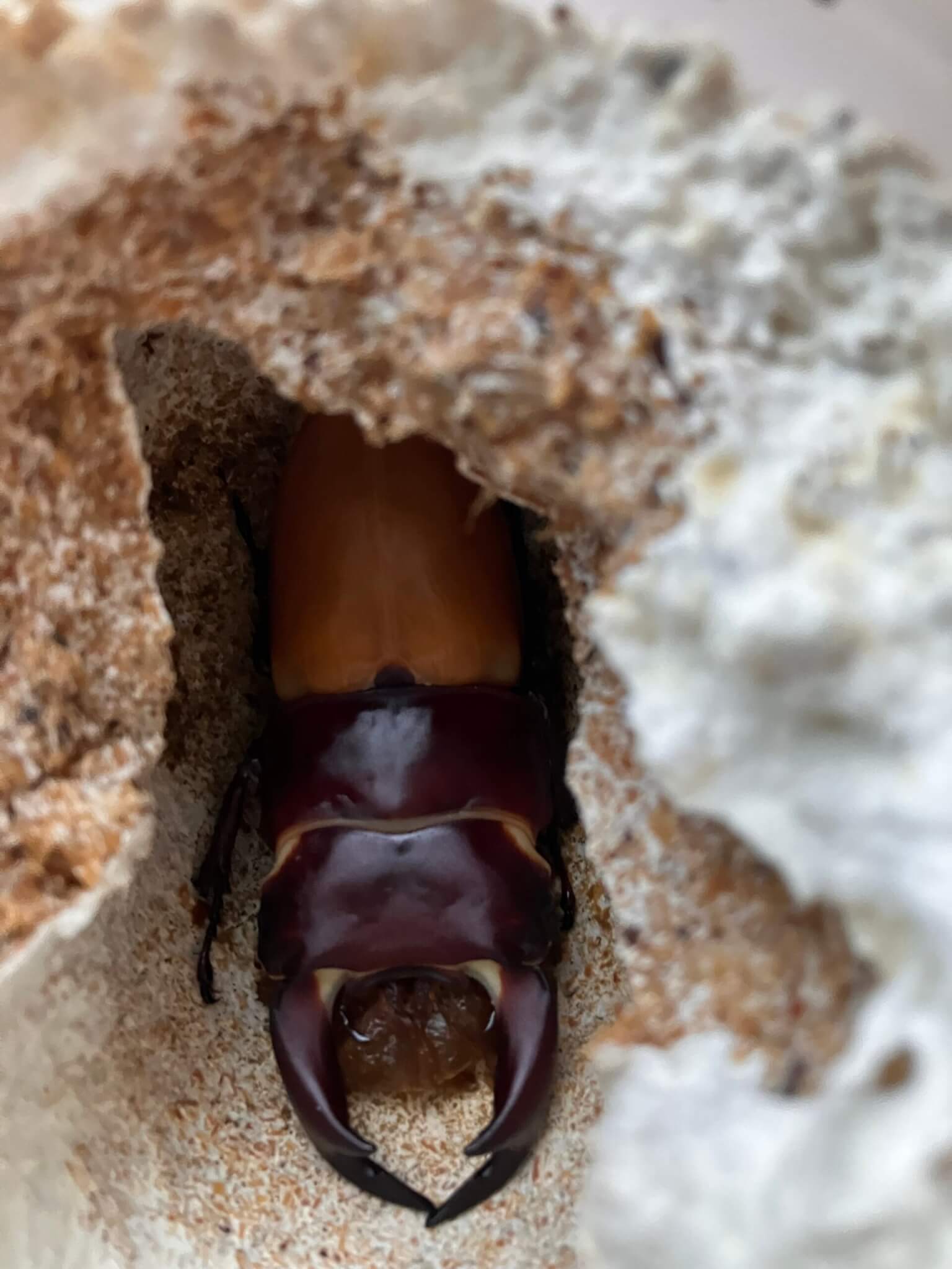 国産オオクワガタ　岡山県津山