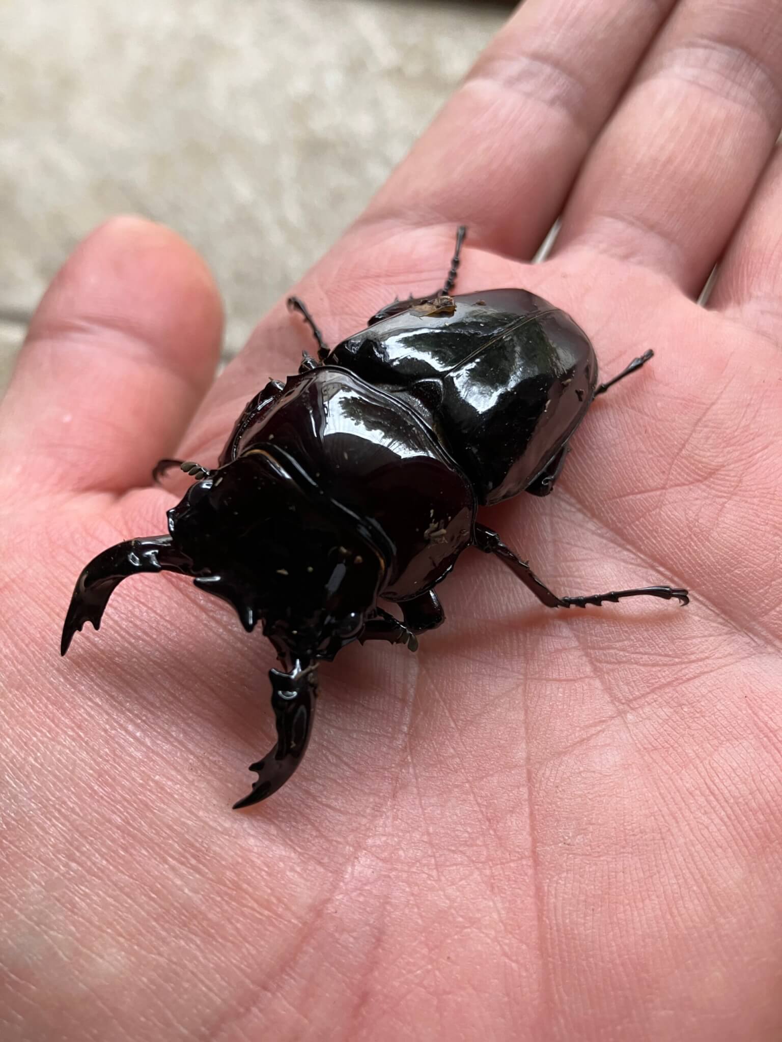 レギウスオオツヤクワガタ