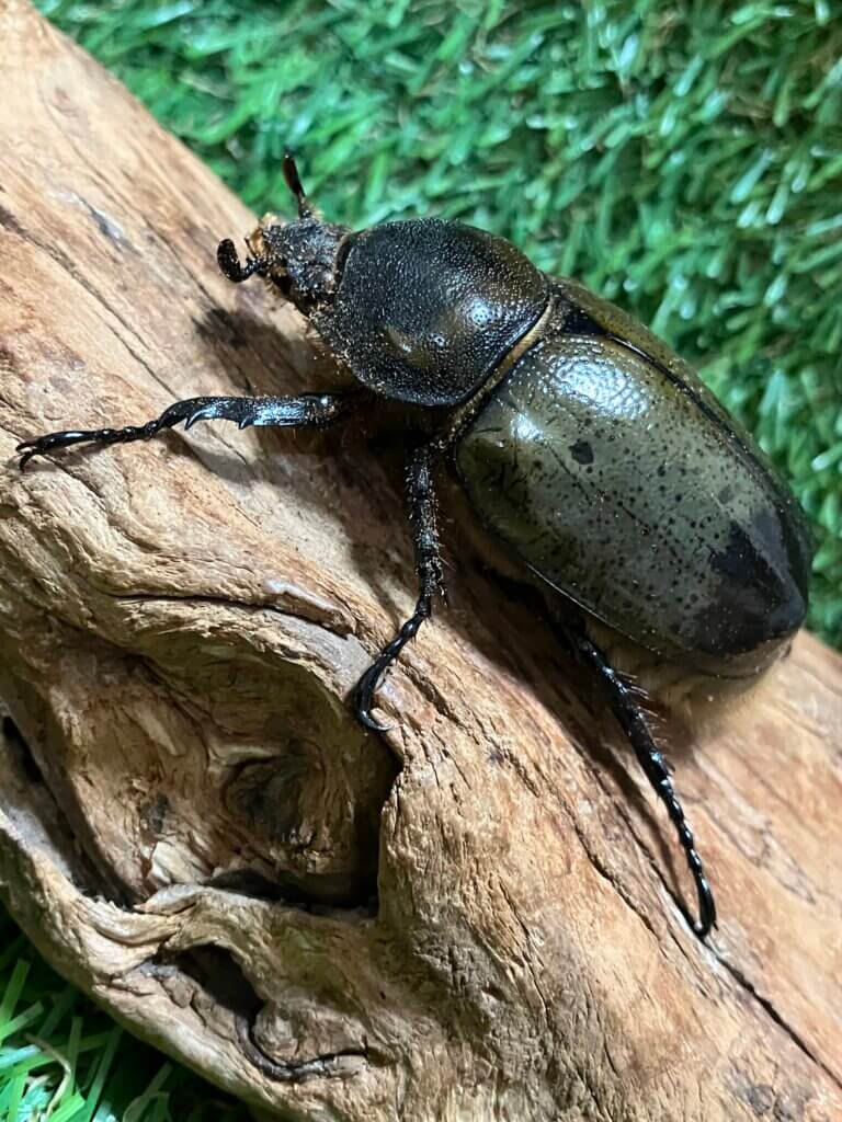 ミヤシタシロカブト