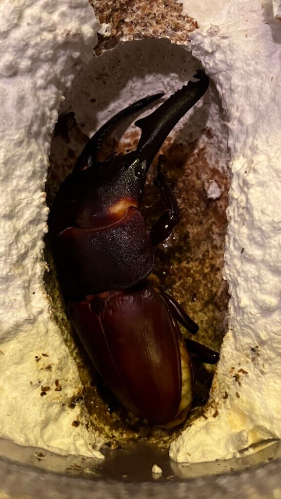 パラワンオオヒラタクワガタ