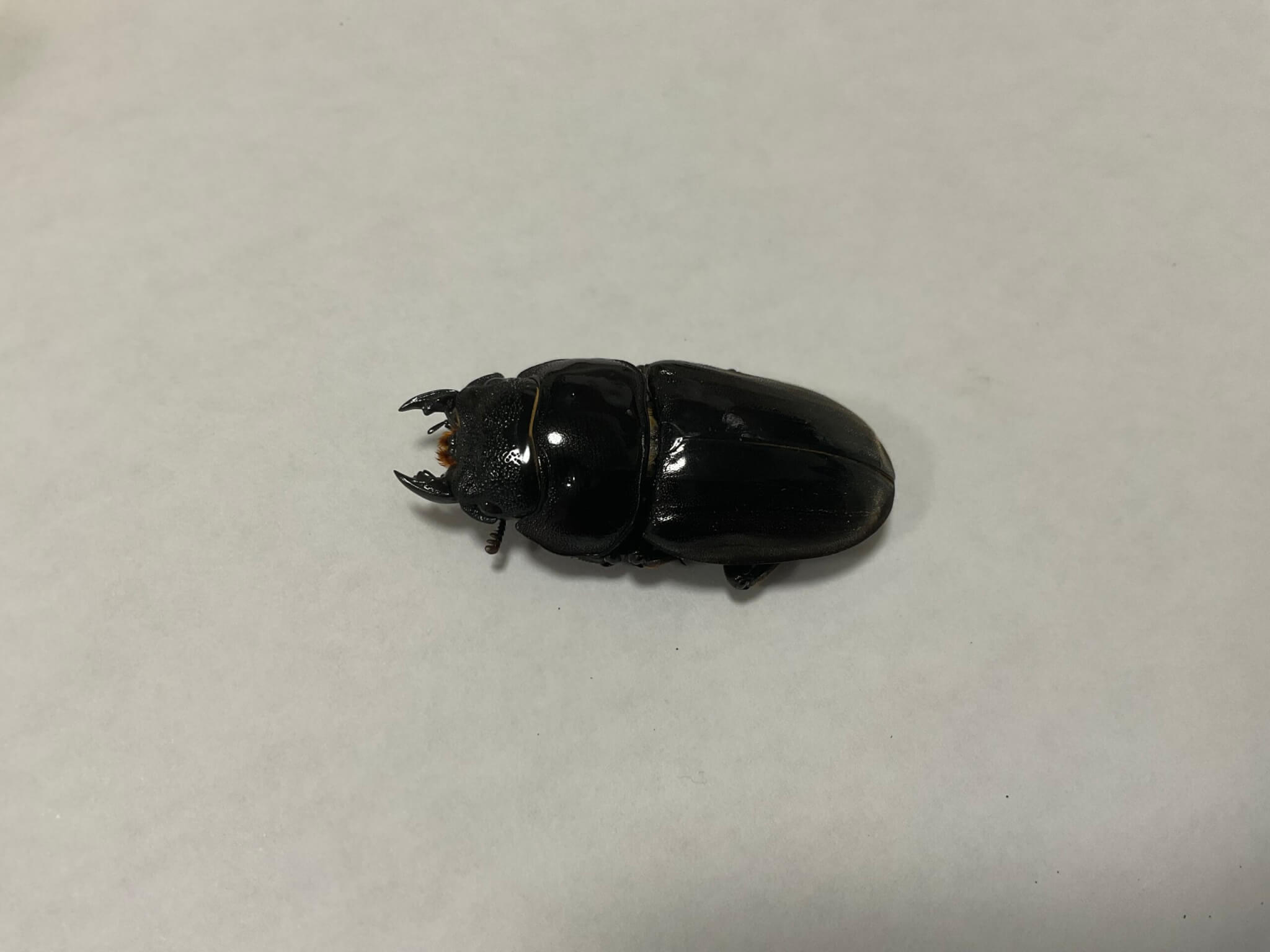 スマトラオオヒラタクワガタ