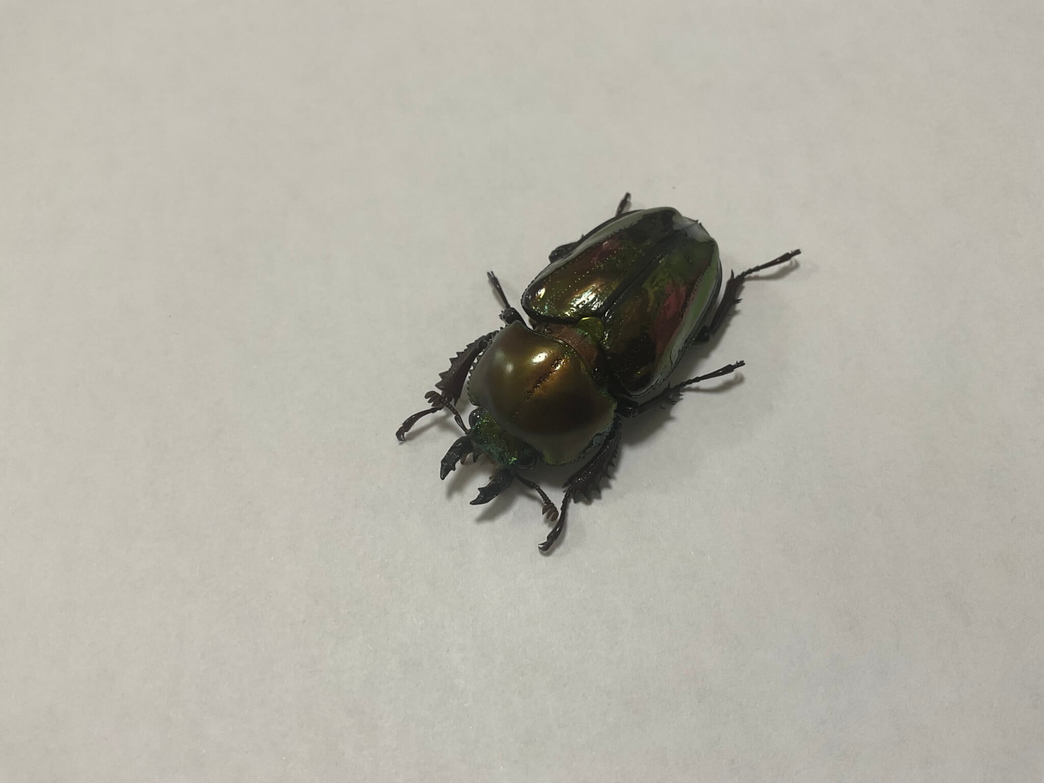 ニジイロクワガタ