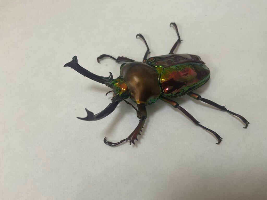 ニジイロクワガタ