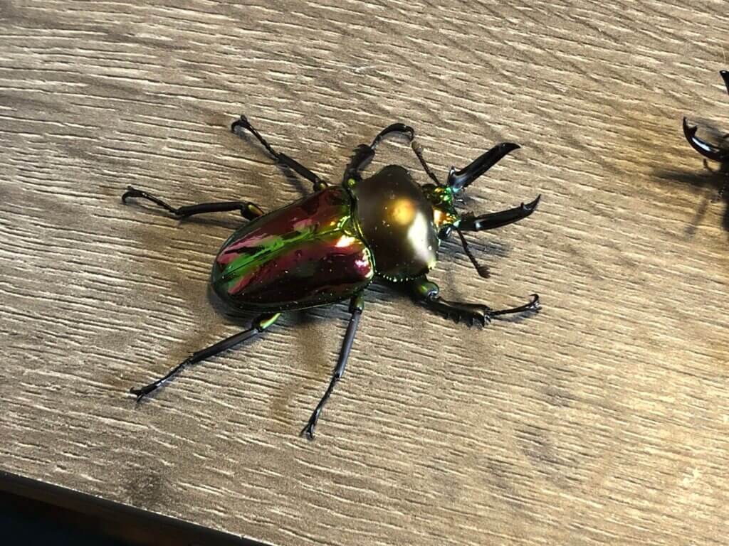 ニジイロクワガタ