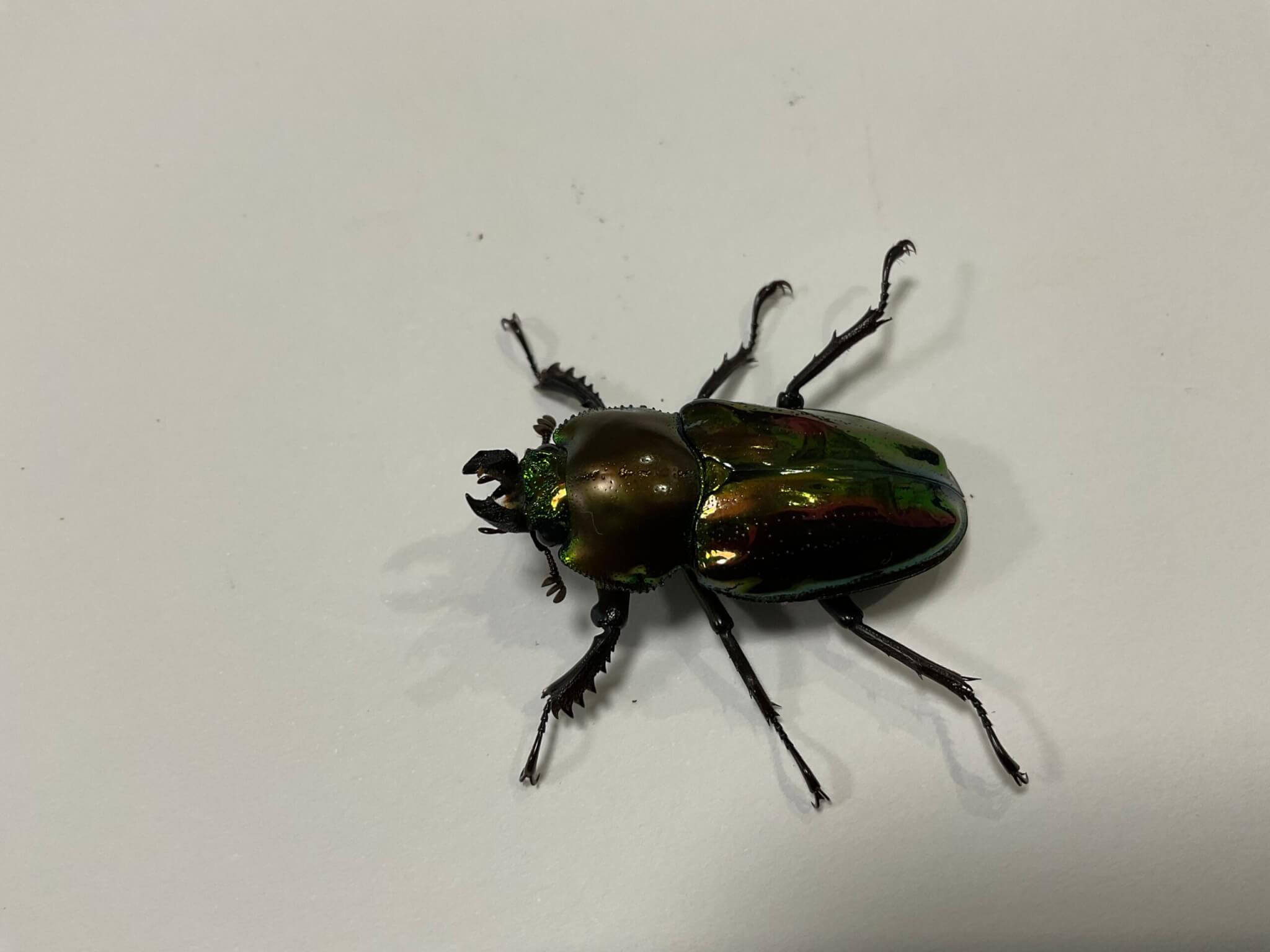 ニジイロクワガタ