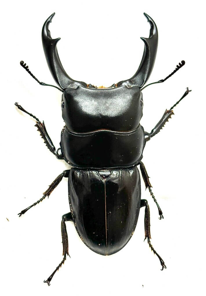 パリ―オオクワガタ　(astridae) ママサ