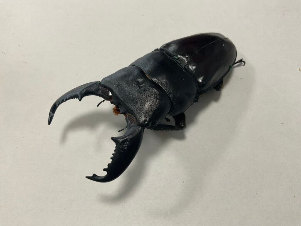 スマトラオオヒラタクワガタ