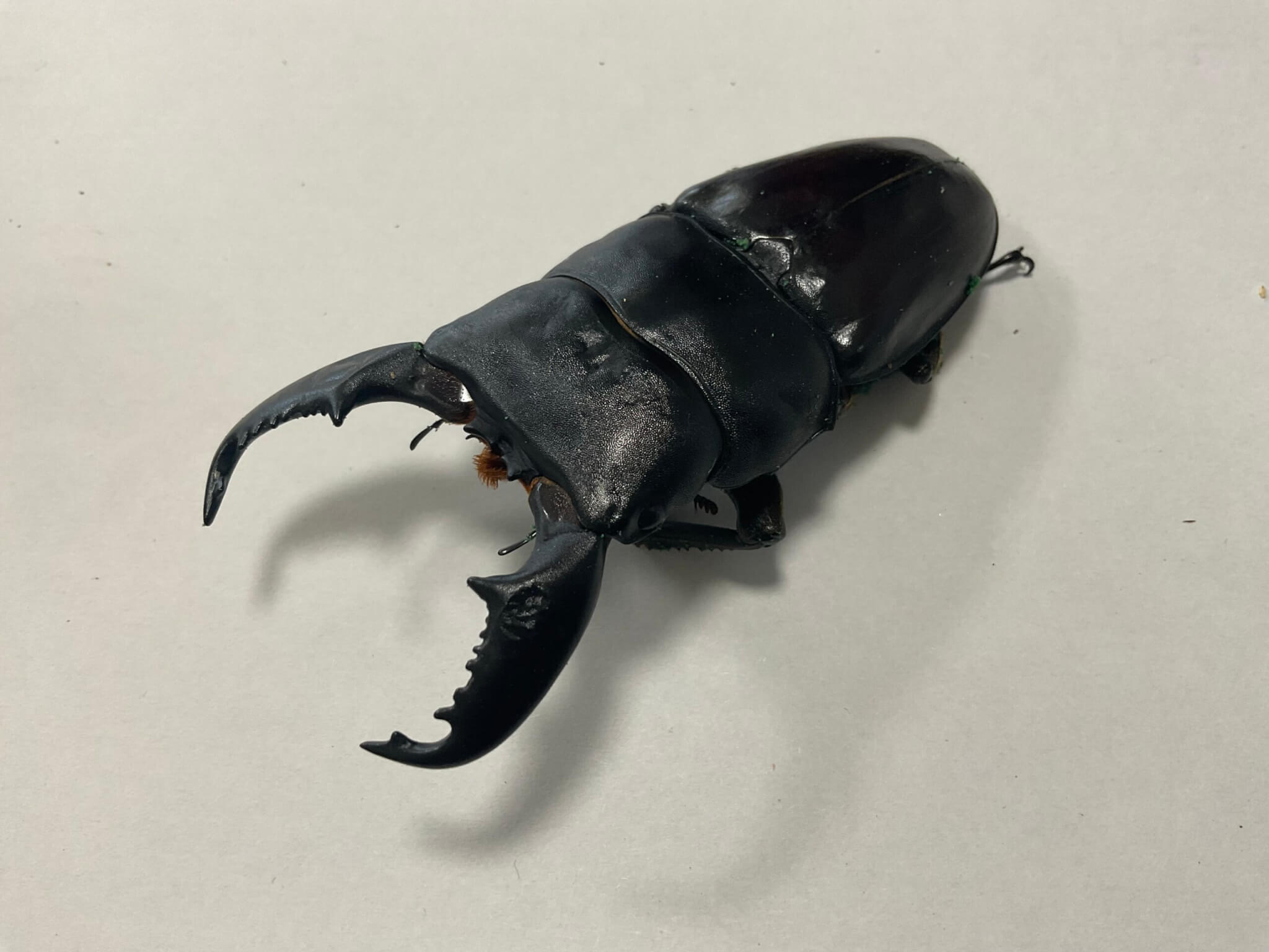 スマトラオオヒラタクワガタ