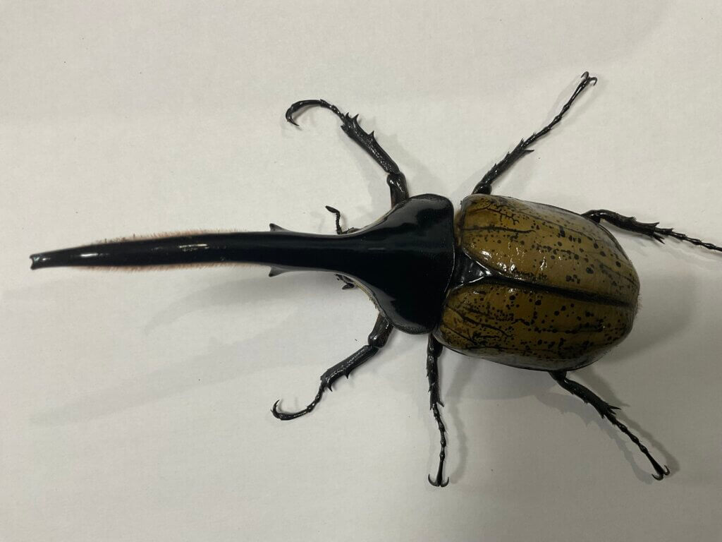 ヘラクレス・ヘラクレス