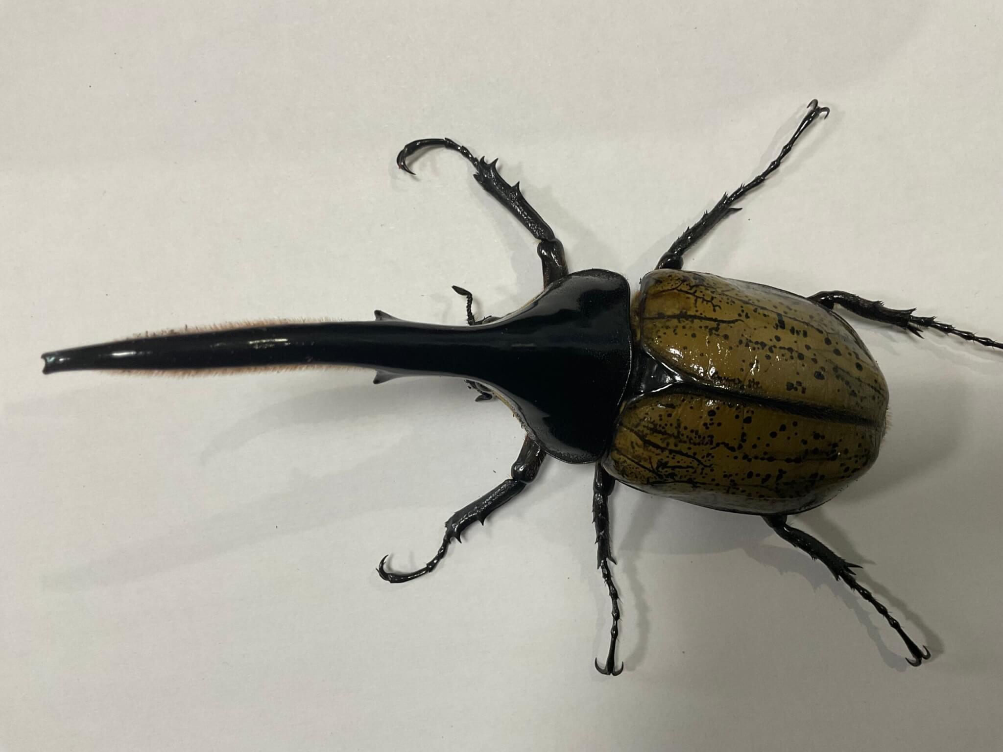 ヘラクレス・ヘラクレス