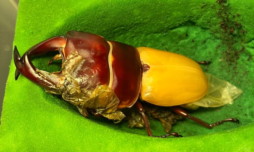 国産オオクワガタ　能勢