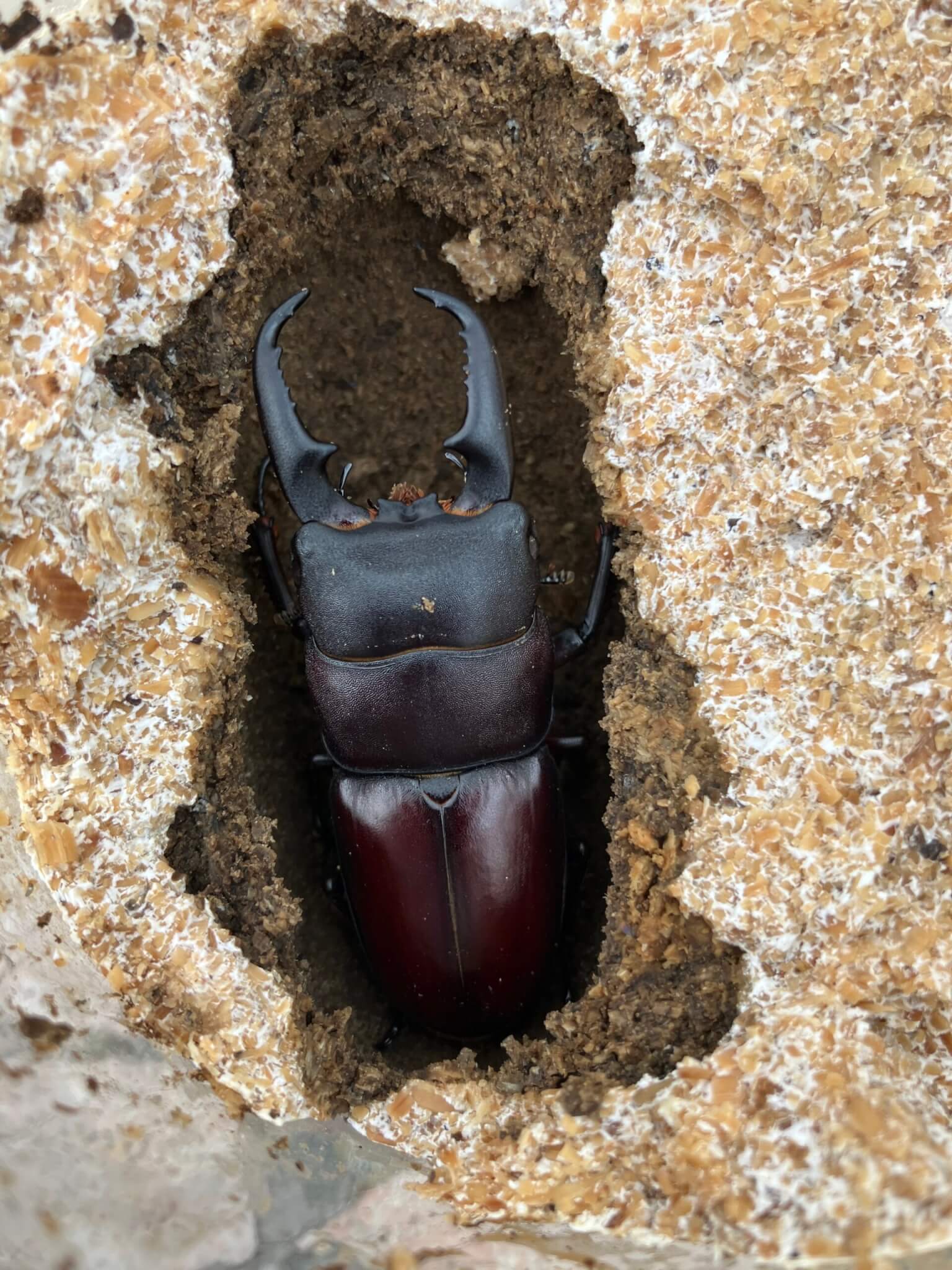 国産ヒラタクワガタ