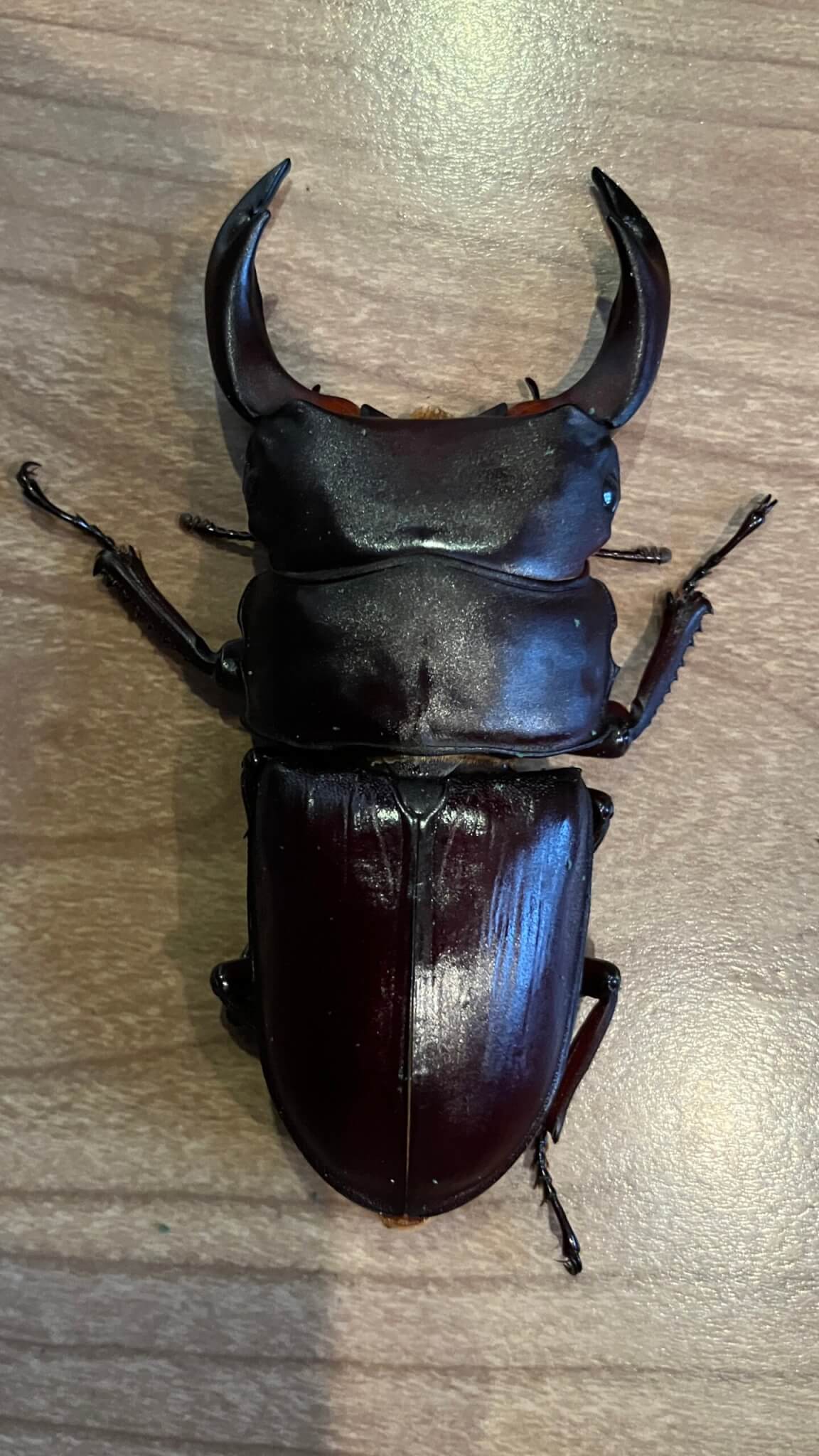 国産オオクワガタ 能勢