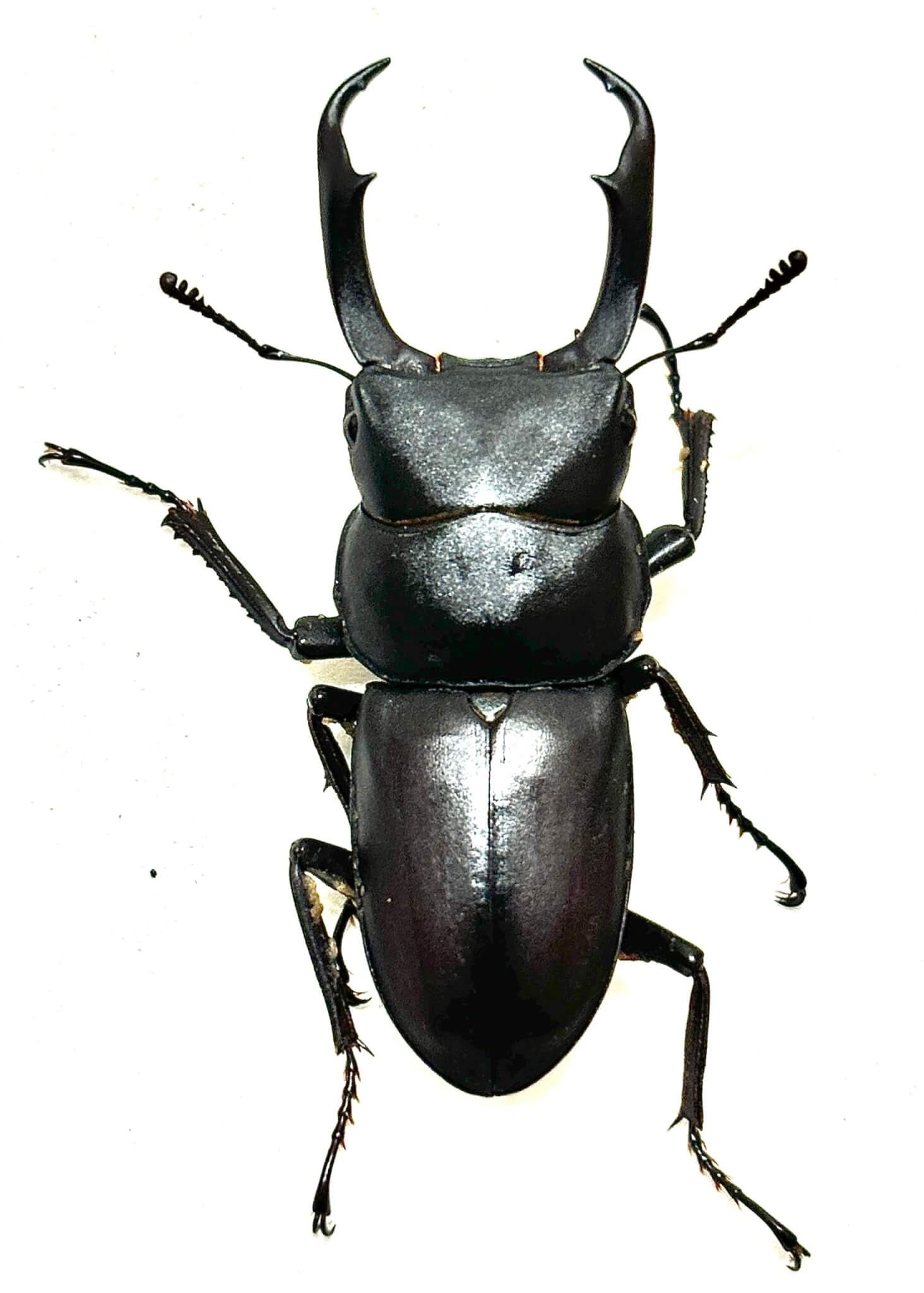 国産コクワガタ　宮崎県