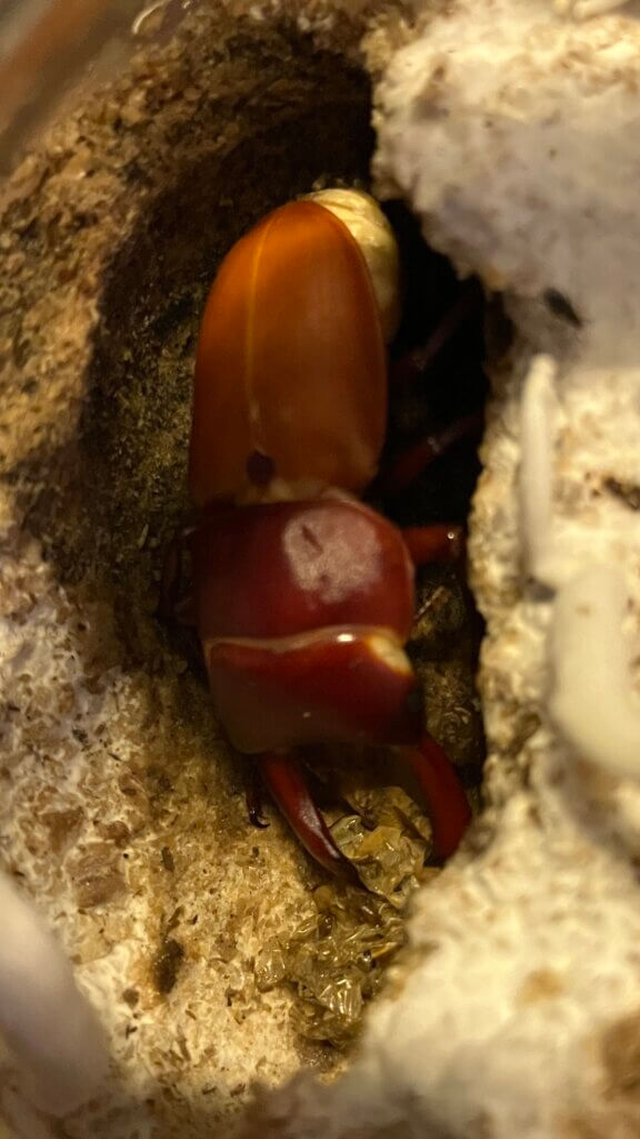 国産コクワガタ