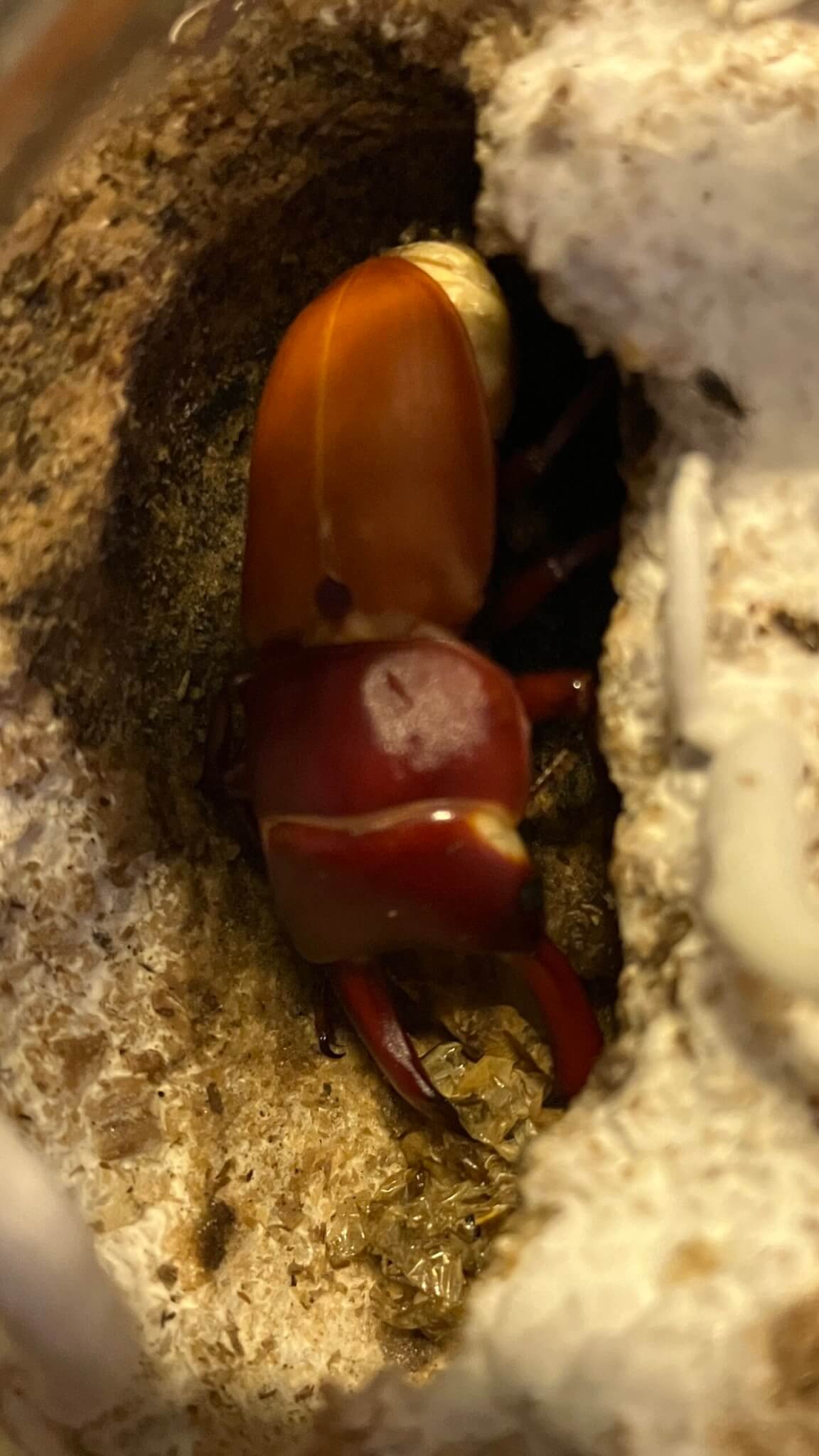 国産コクワガタ