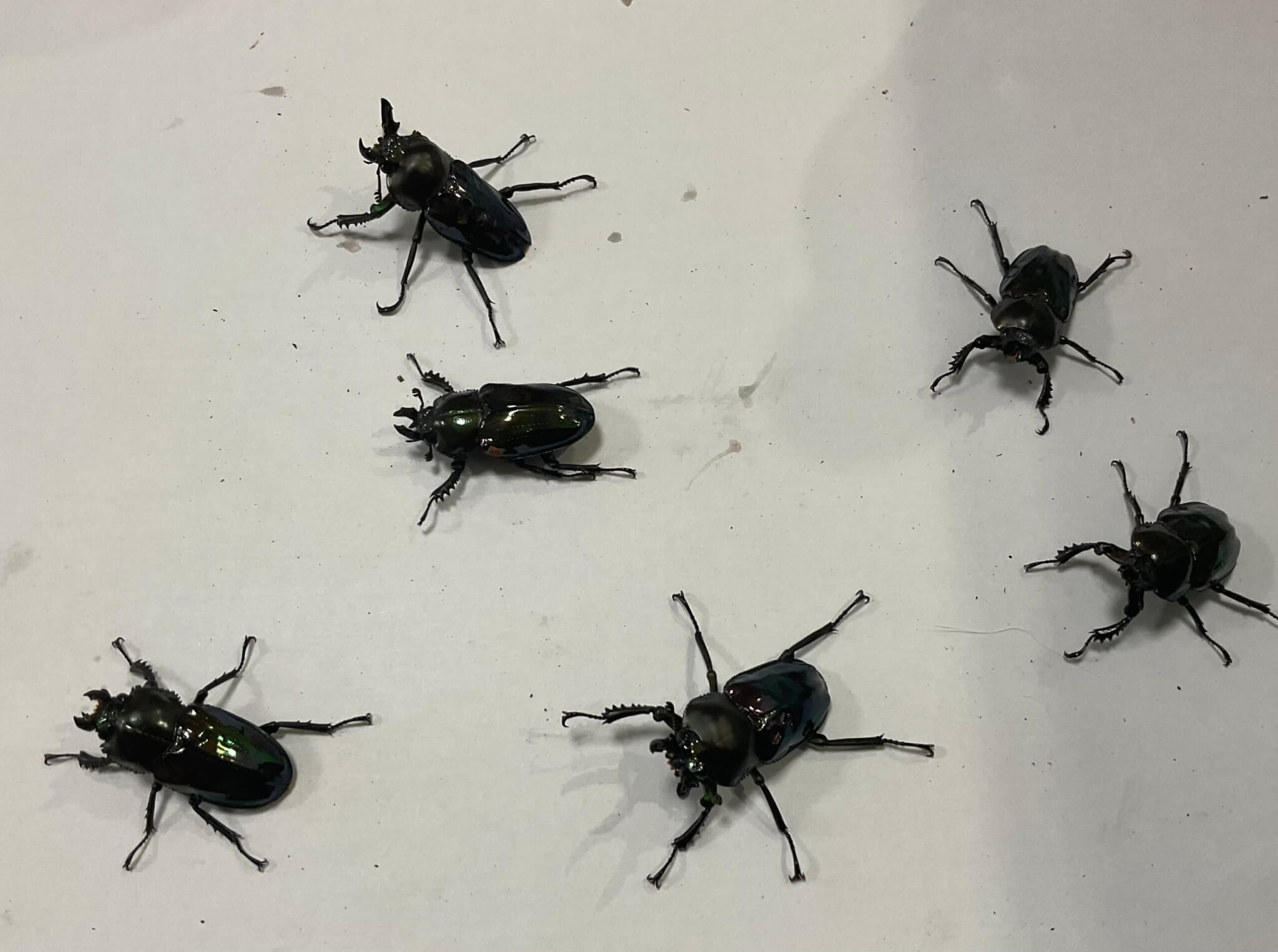 ニジイロクワガタ グリーン血統