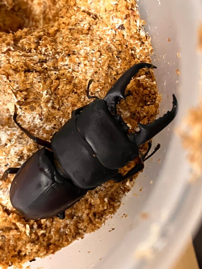 国産オオクワガタ　山梨