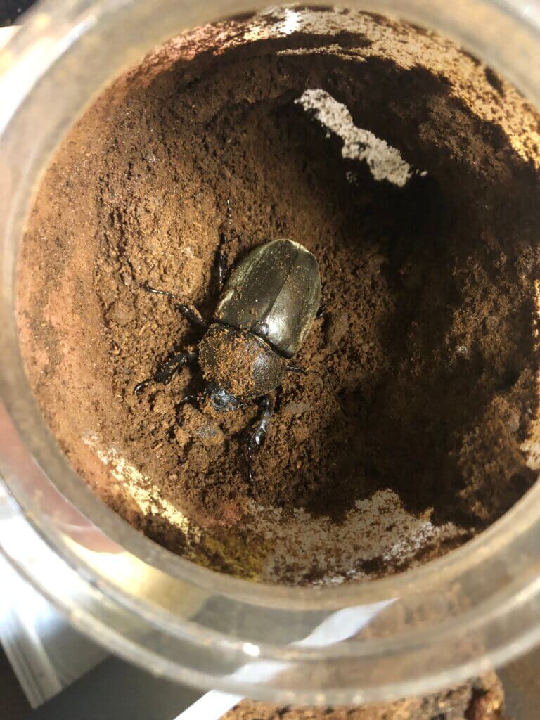 国産カブトムシ