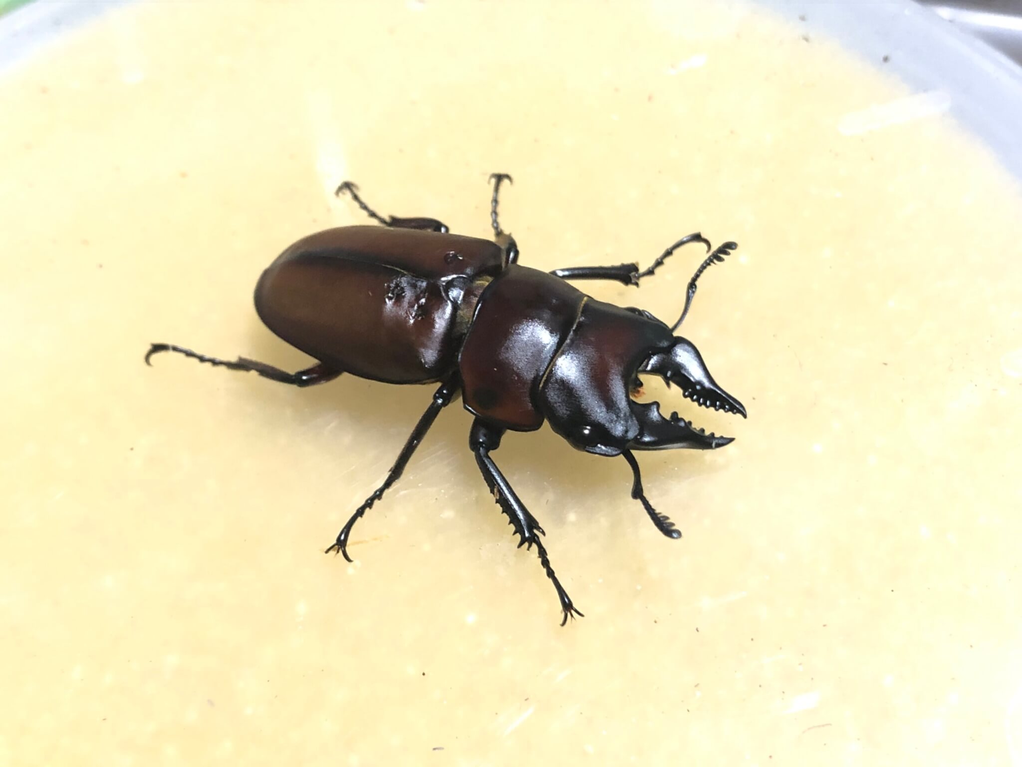 アンティローペノコギリクワガタ