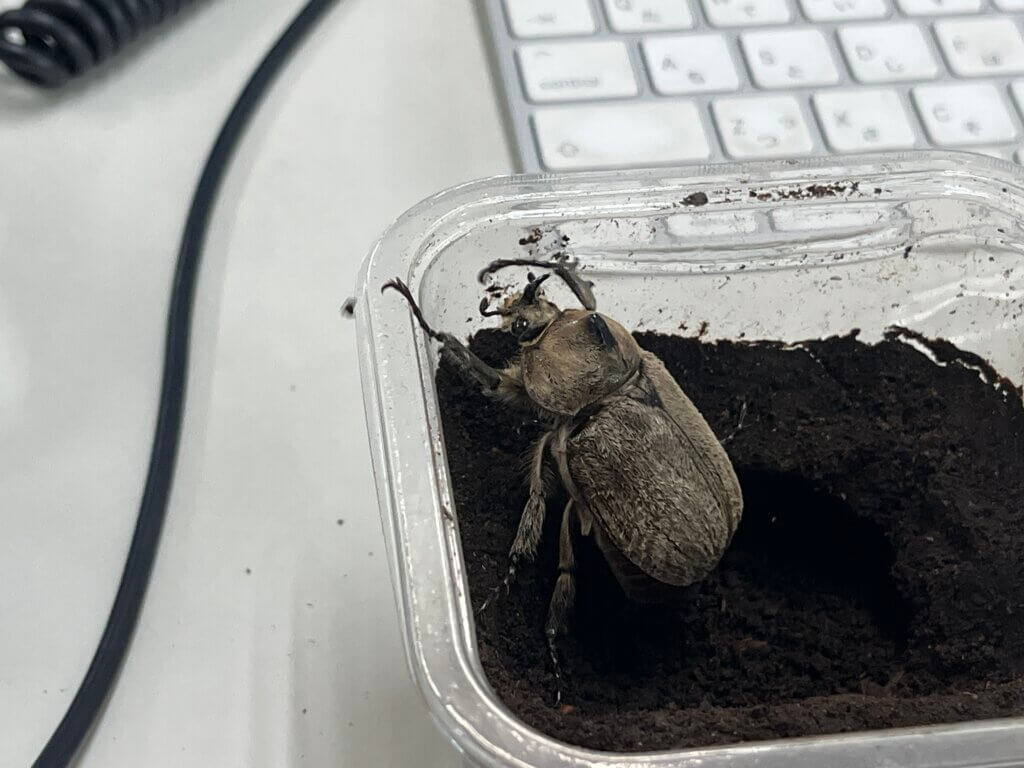 ペーニャヒメゾウカブト