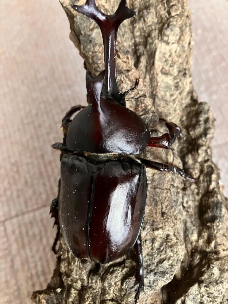 国産カブトムシ　東京