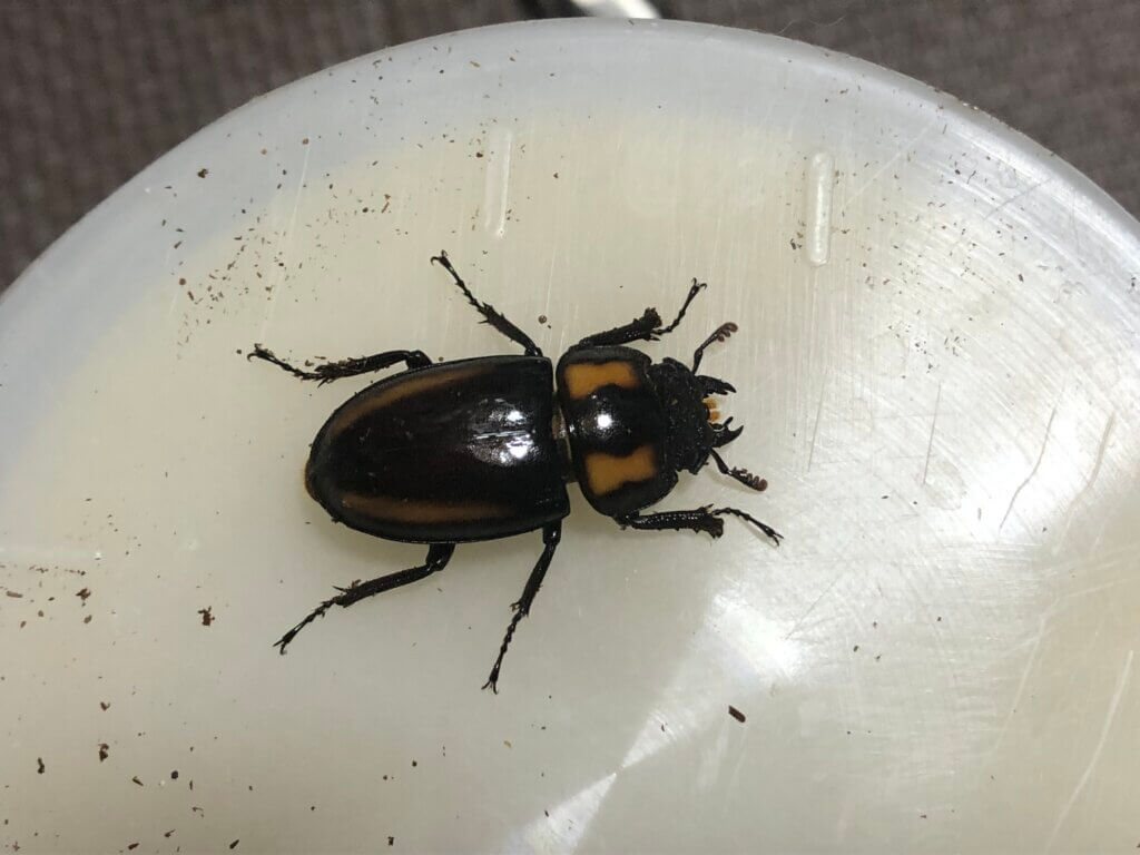 ビプラギアトゥスノコギリクワガタ