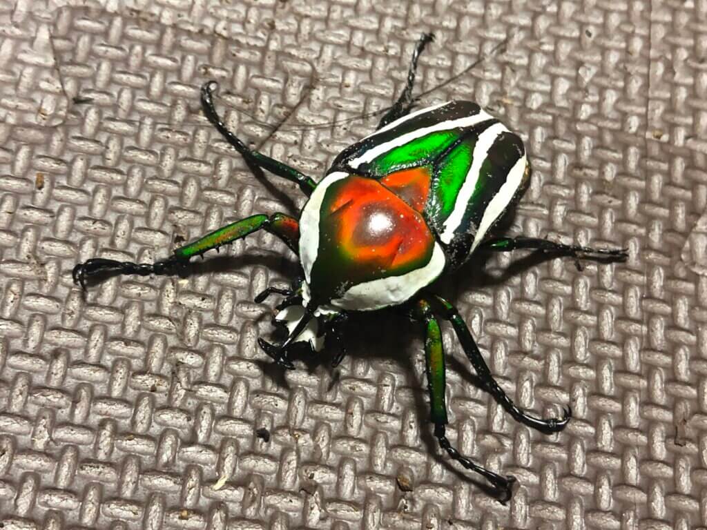 シロヘリオオツノカナブン