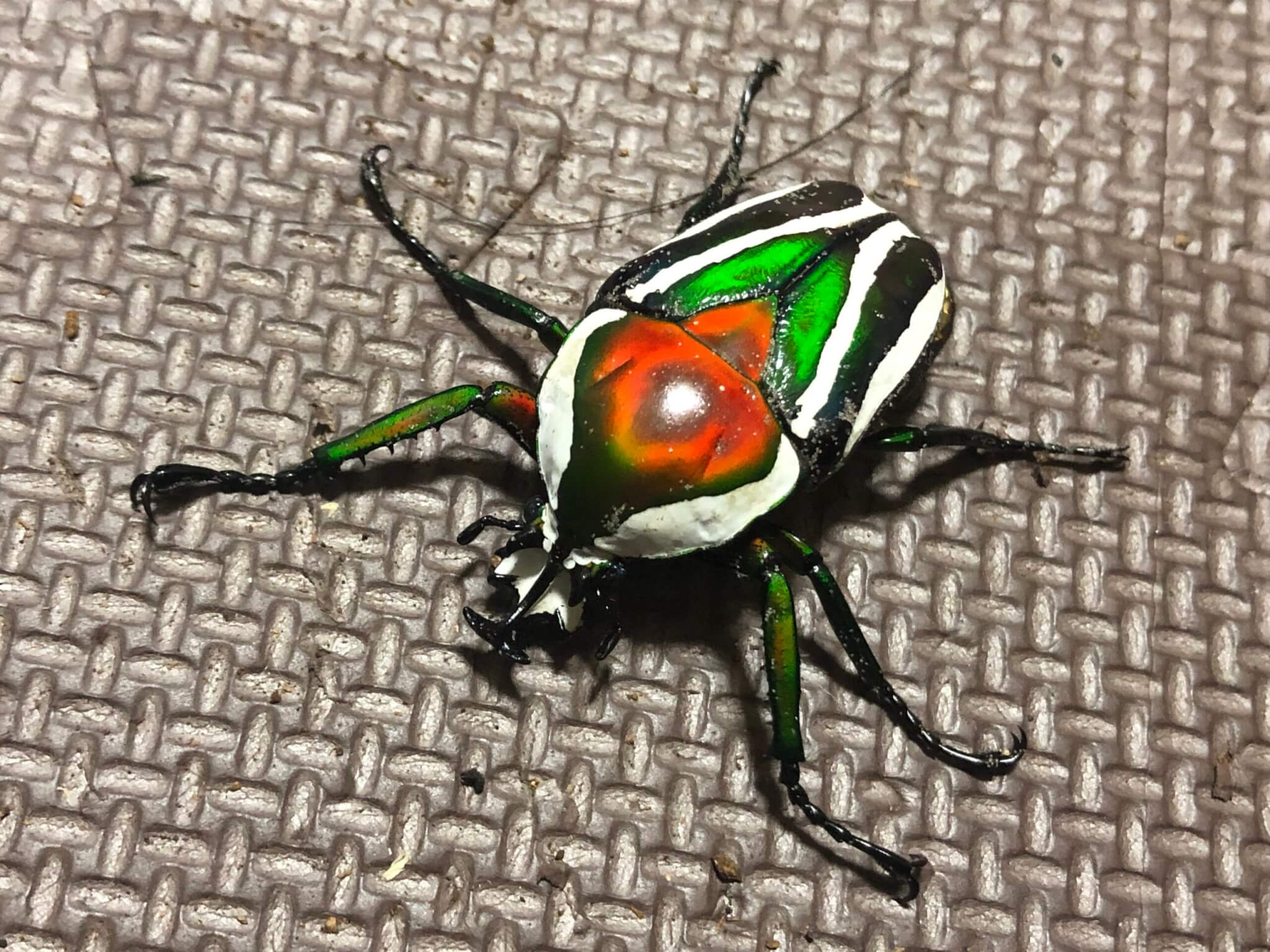 シロヘリオオツノカナブン