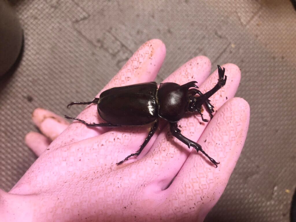 国産カブトムシ
