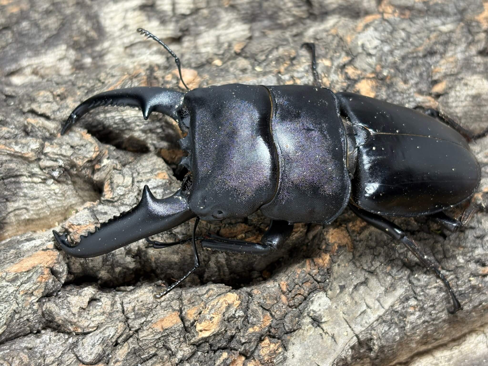 パラワンオオヒラタクワガタ