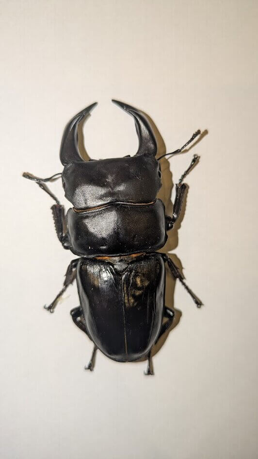 国産オオクワガタ　能勢YG