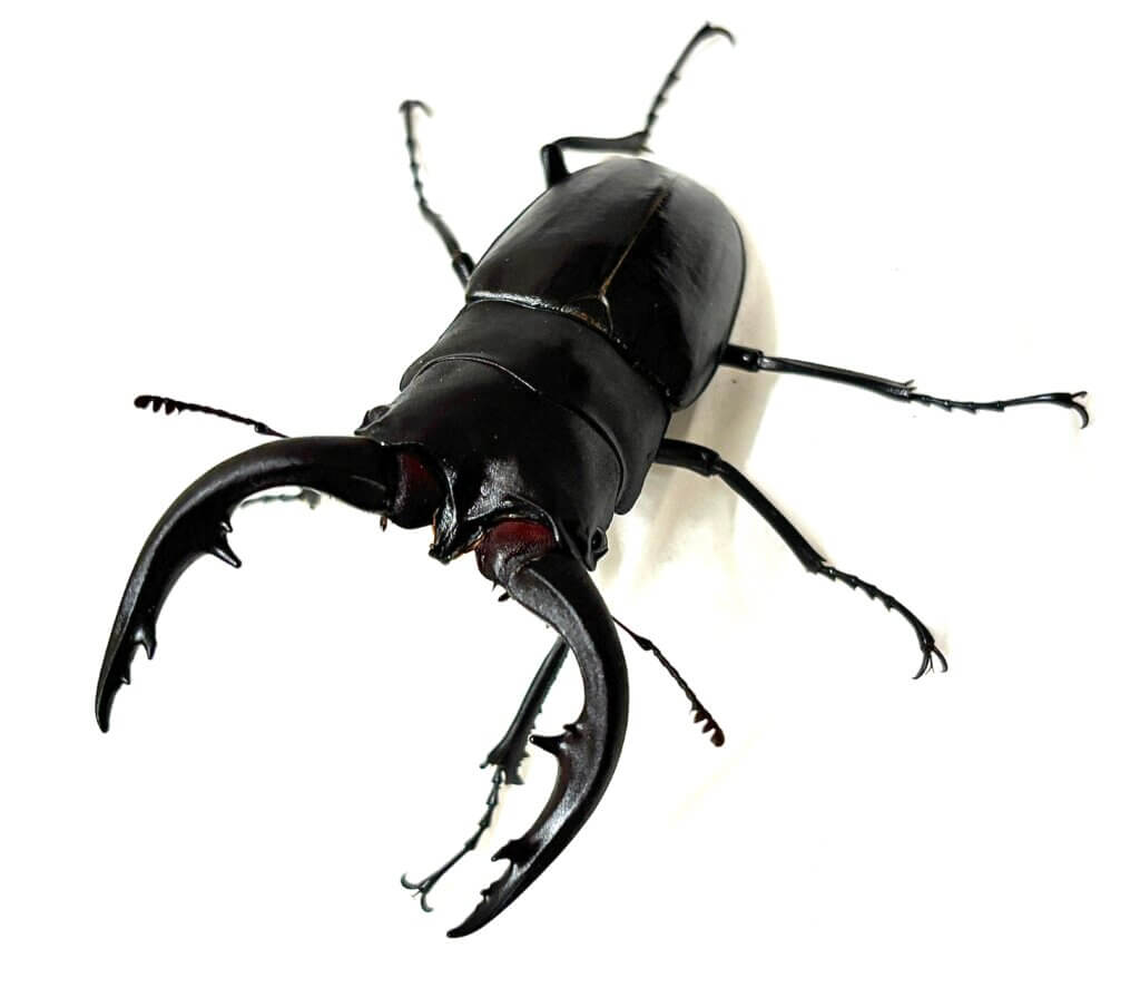 アマミノコギリクワガタ　名瀬産