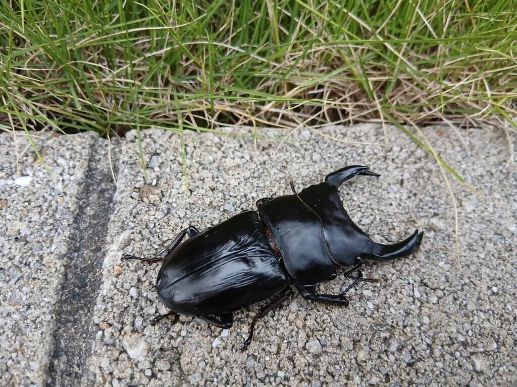 国産オオクワガタ