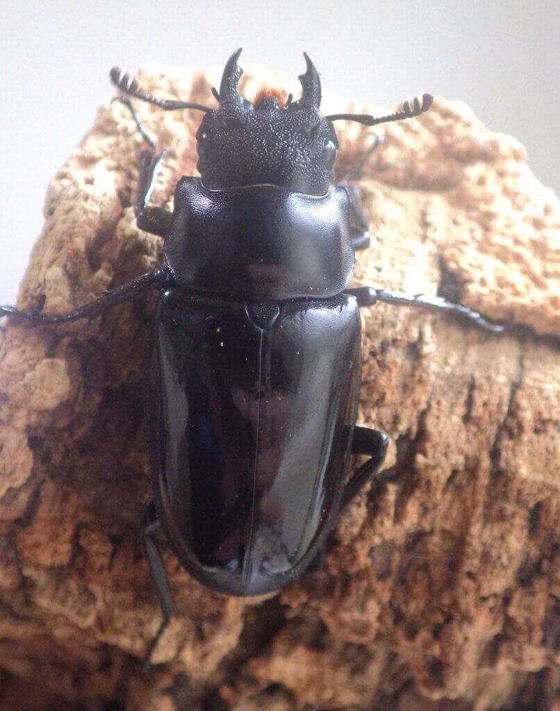 ギラファノコギリクワガタ　ダイスケイ