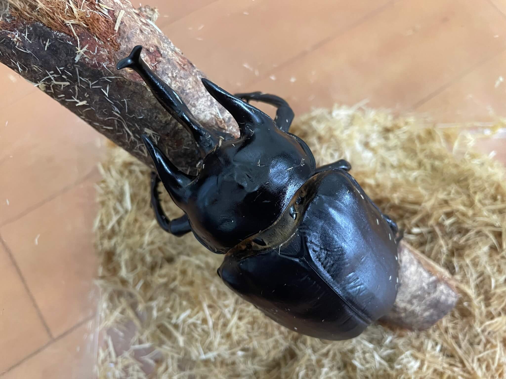 レックスゾウカブト(アクティオン)