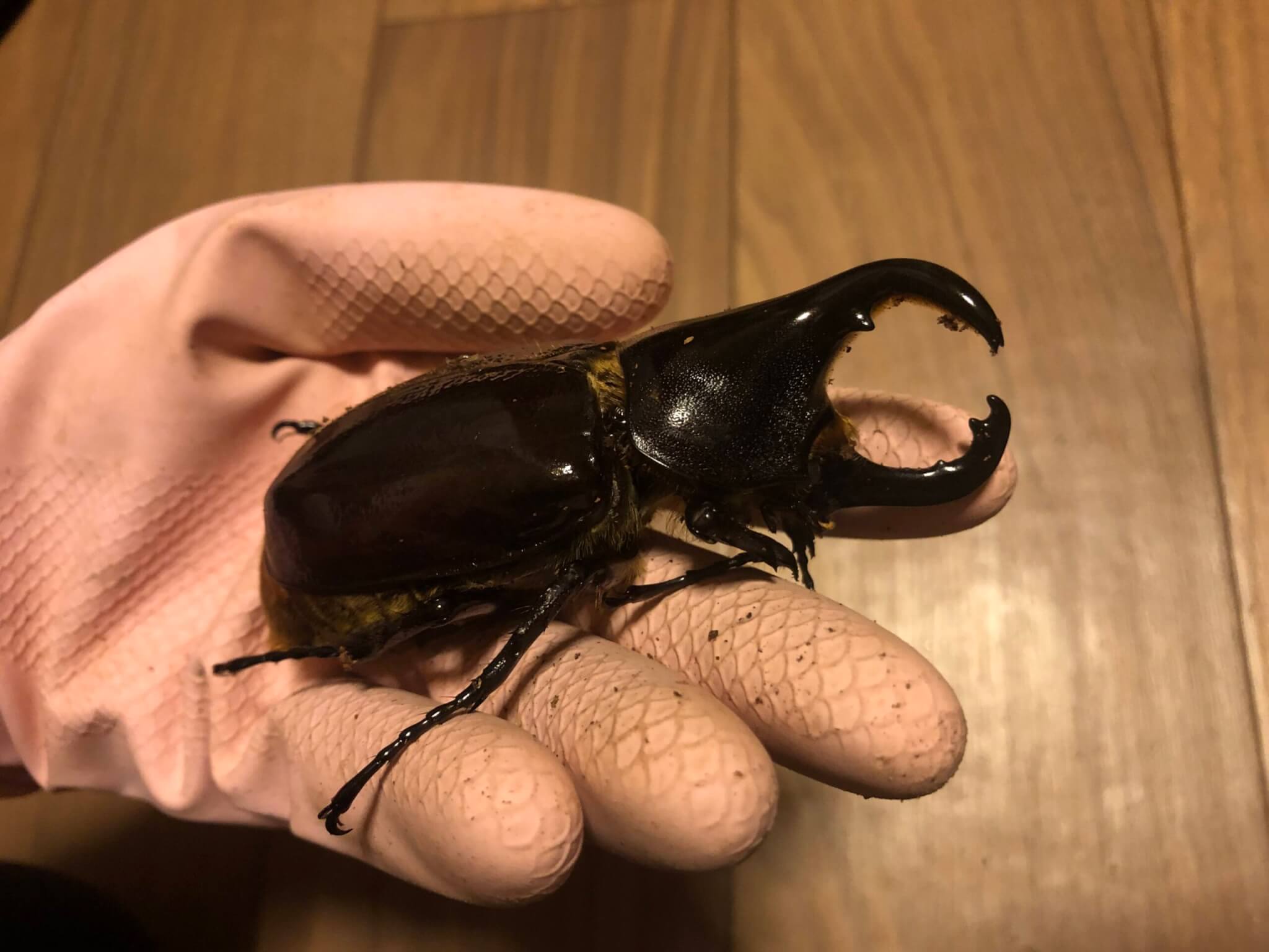 ヘラクレス・レイディ