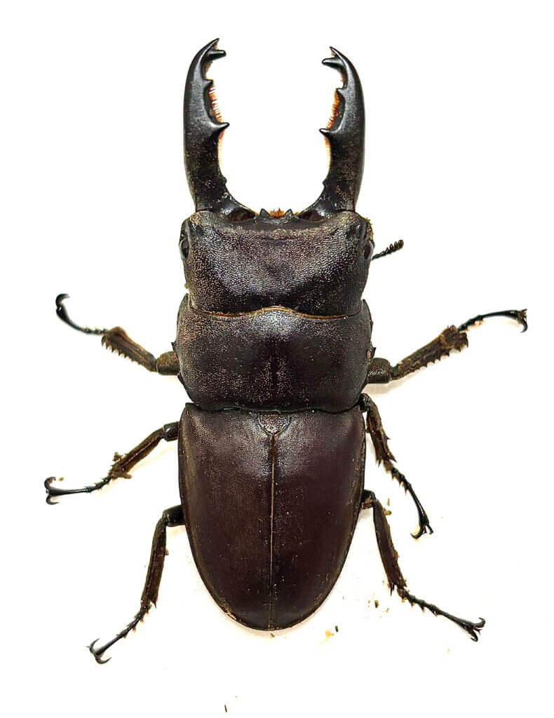 タウルスヒラタクワガタ　ボルネオ