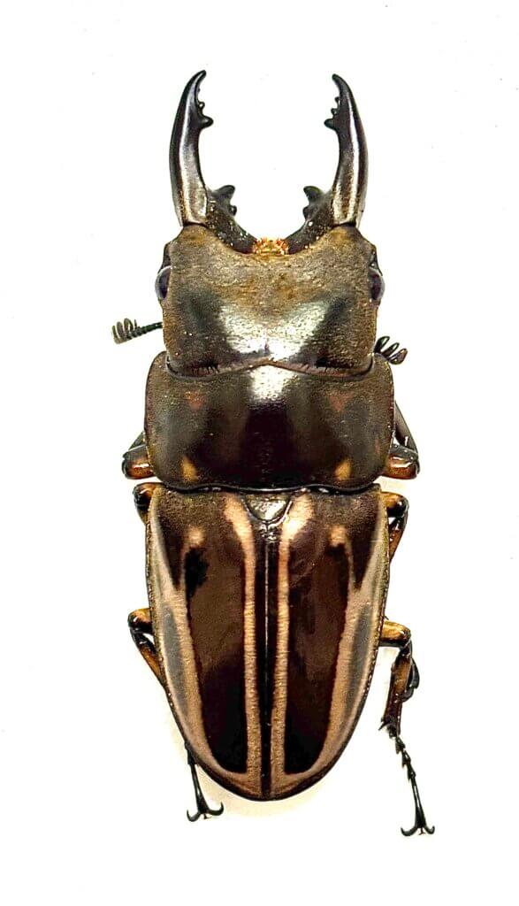 ゼブラノコギリクワガタ　ジャワ