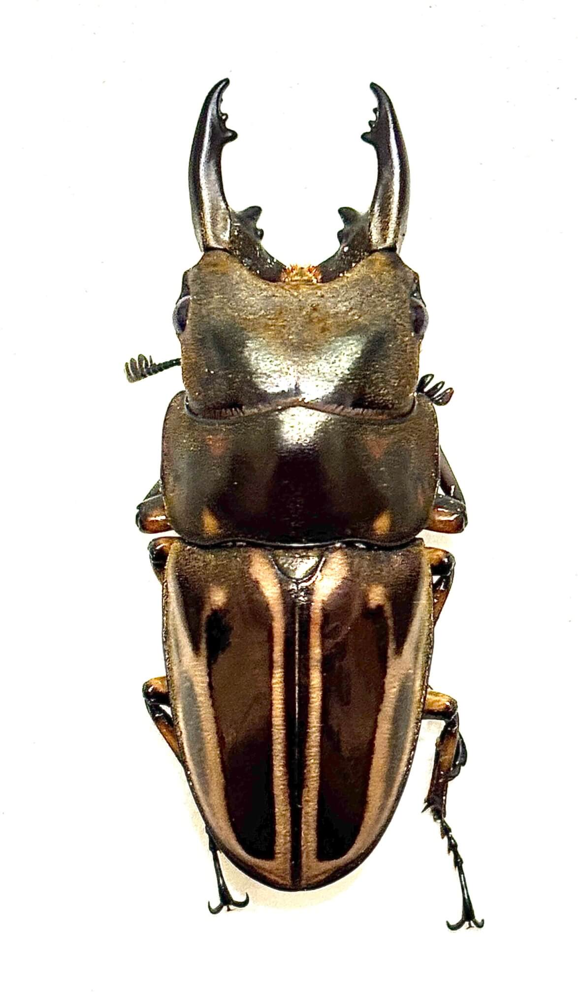 ゼブラノコギリクワガタ　ジャワ