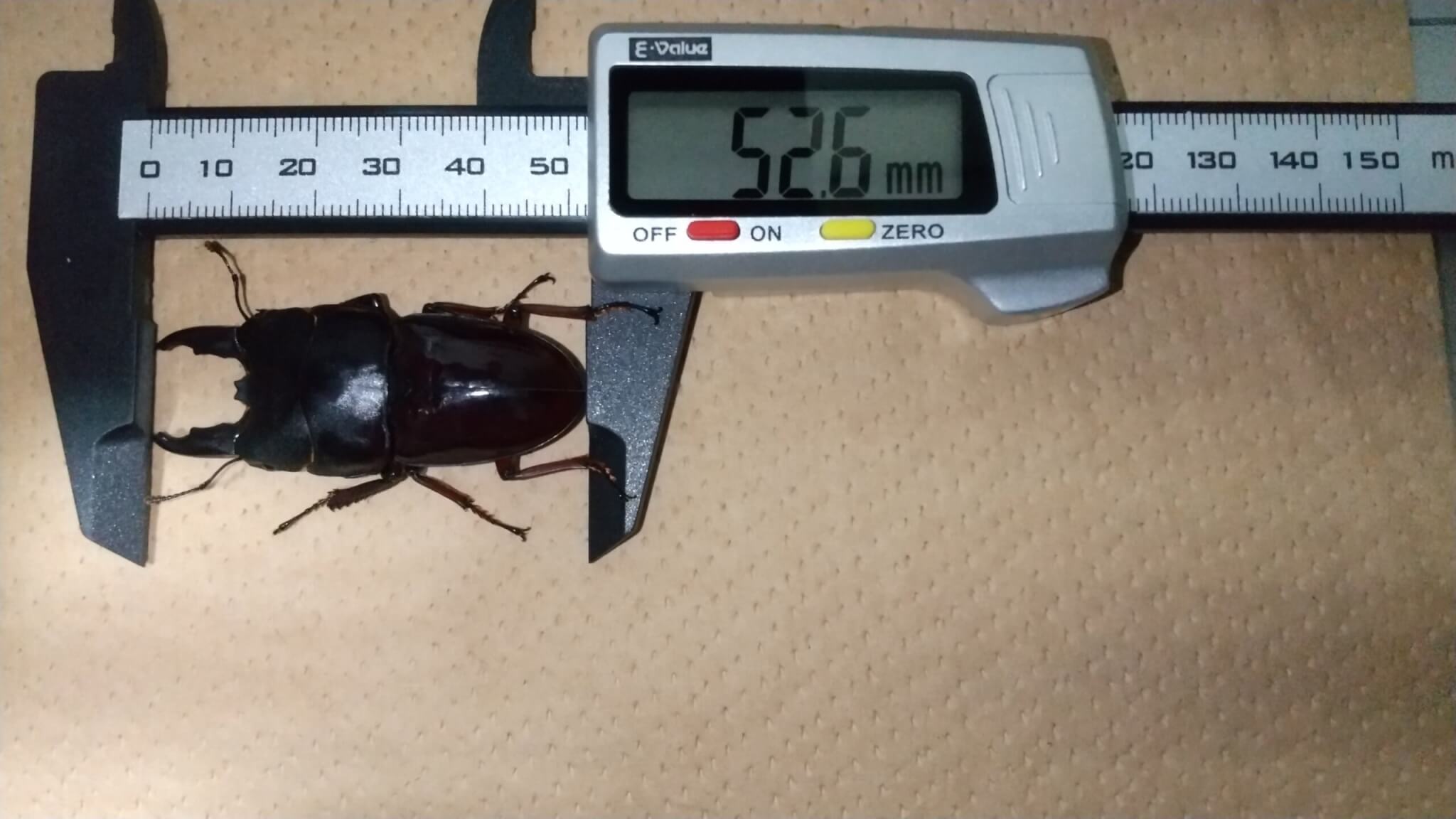 デタニヒラタクワガタ