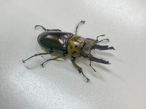 オウゴンオニクワガタ　ババイ