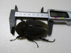 ヘラクレス・エクアトリアヌス