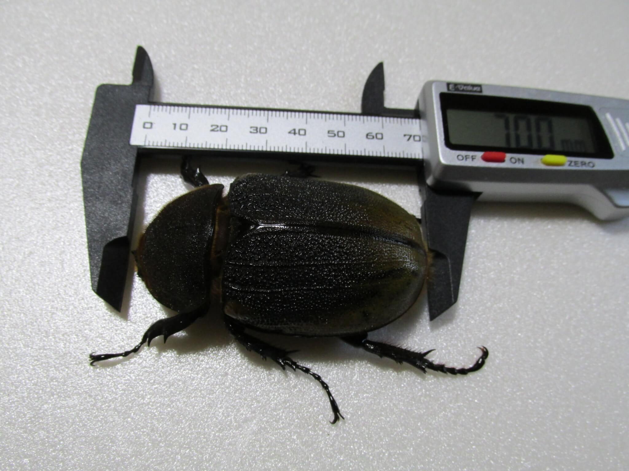 ヘラクレス・エクアトリアヌス