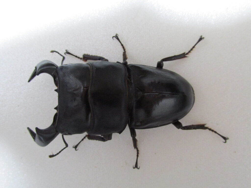 ダイオウヒタラクワガタ