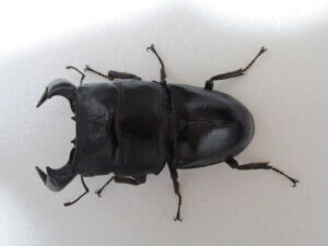 ダイオウヒタラクワガタ